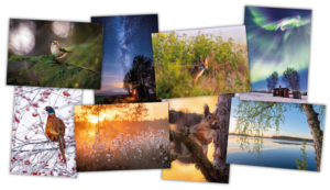 Jukka Risikko - Neljä vuodenaikaa -postikorttilajitelma