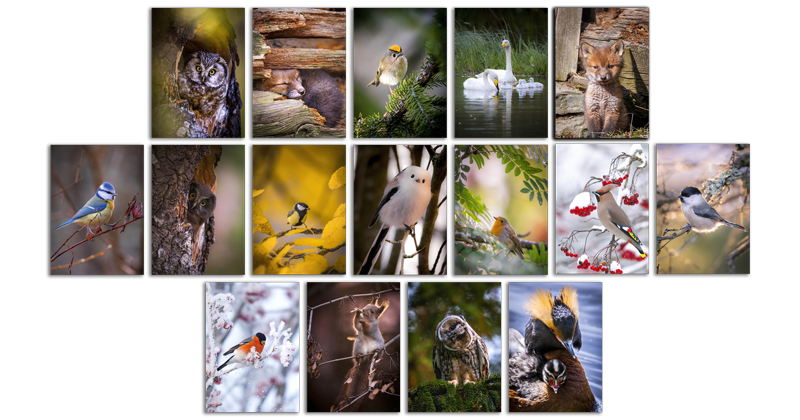 Jukka Risikko - Wildlife Special Pack